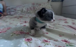 Mixed Breed cats for sale: Beautiful playful boy kittens  - Image 9