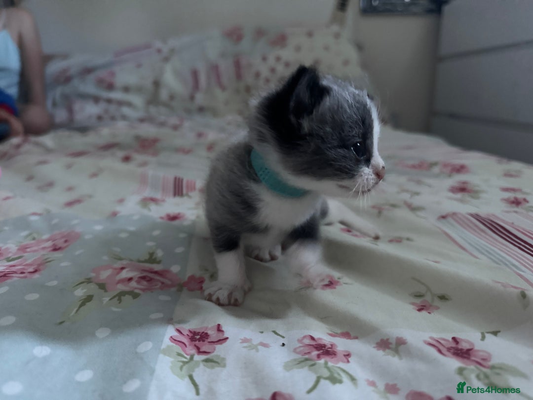 Mixed Breed cats for sale: Beautiful playful boy kittens  - Image 9