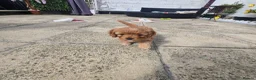Cavapoo dogs for sale: Teddy bear F1 cavapoo  - Advert 9