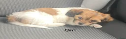 Mixed Breed dogs for sale: 4 beautiful puppies for sale  - Advert 18