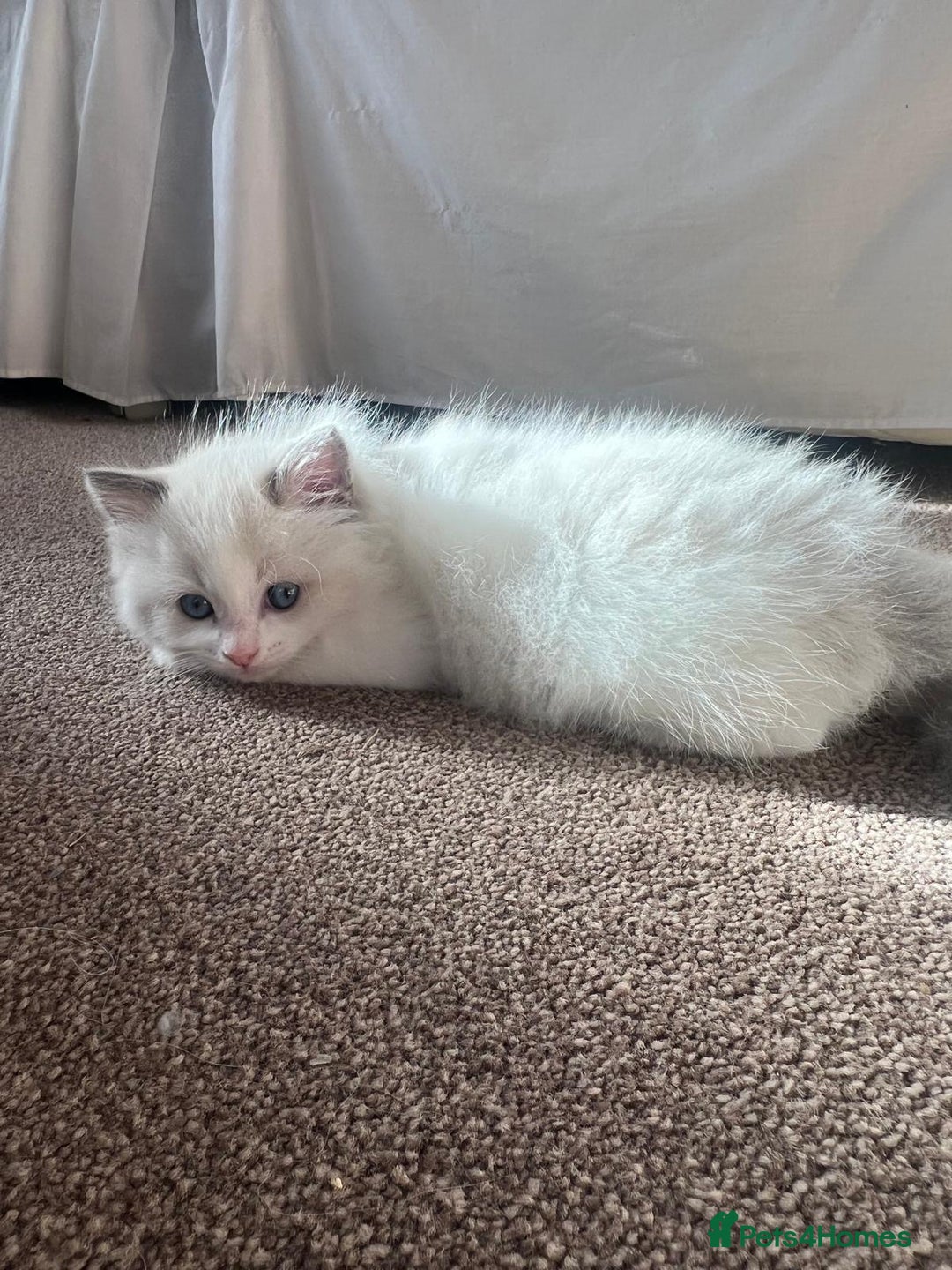 Ragdoll cats for sale: Stunning Ragdoll kittens. Ready 12 December - Image 3