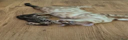 Bengal cats for sale: Champion Bloodline TICA Bengal Kittens in Peterborough - Advert 11