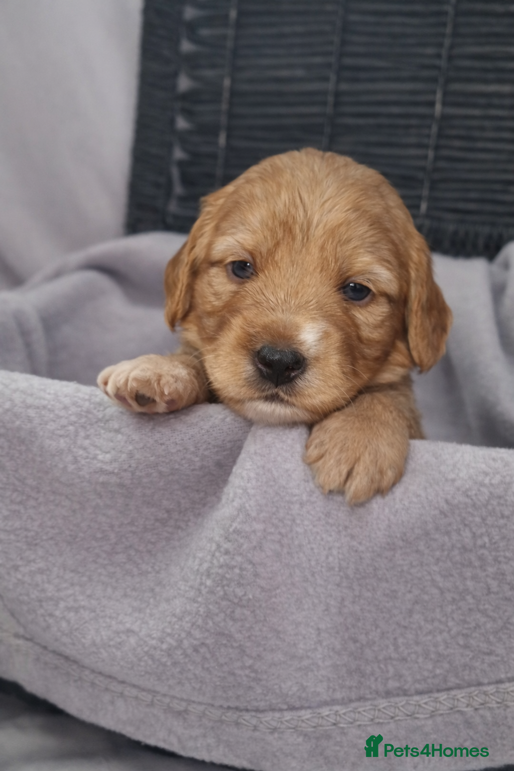 Mixed Breed dogs 🐾 Cocker Spaniel × Jack Russell Family Puppies - Advert 1
