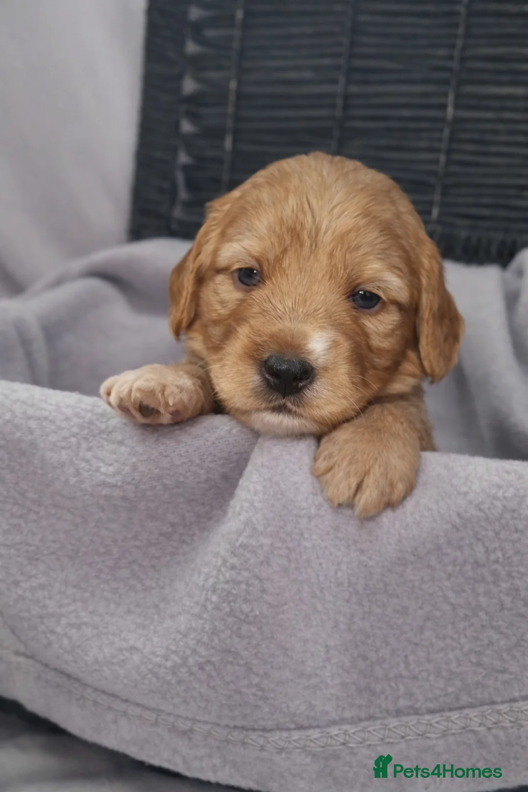 Mixed Breed dogs for sale: 🐾 Cocker Spaniel × Jack Russell Family Puppies - Advert 1