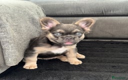 French Bulldog dogs for sale:  French bull dog female puppy! - Image 1