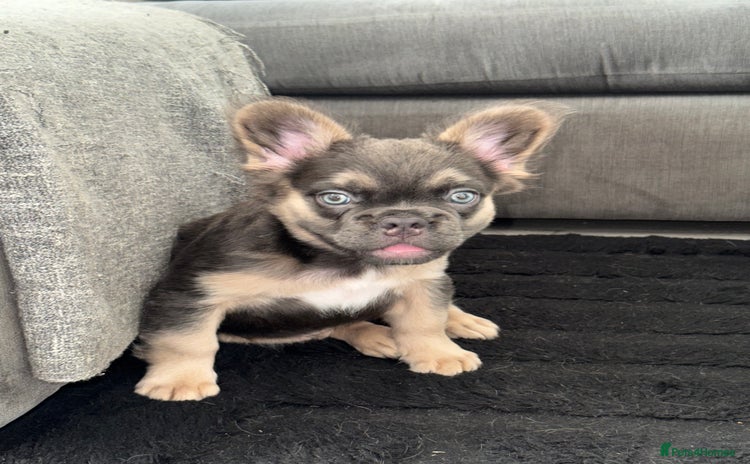 French Bulldog dogs - Advert 1