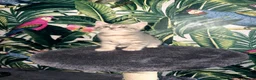 Mixed Breed cats for sale: Beautiful Maine coon mix kitten  in London - Advert 7