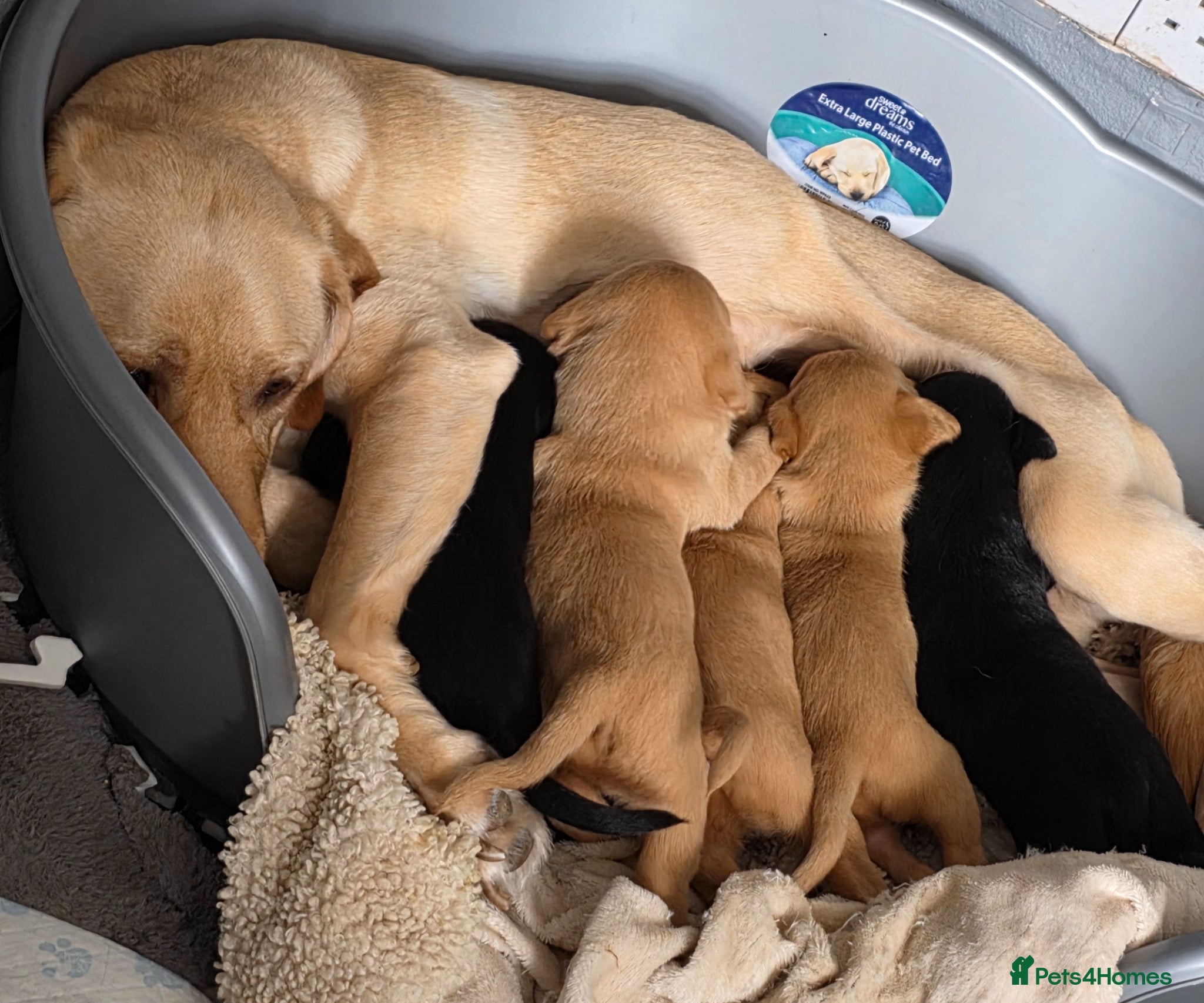 Labrador Retriever dogs for sale: 2 Non KC Labrador puppies in Withernsea - Advert 2