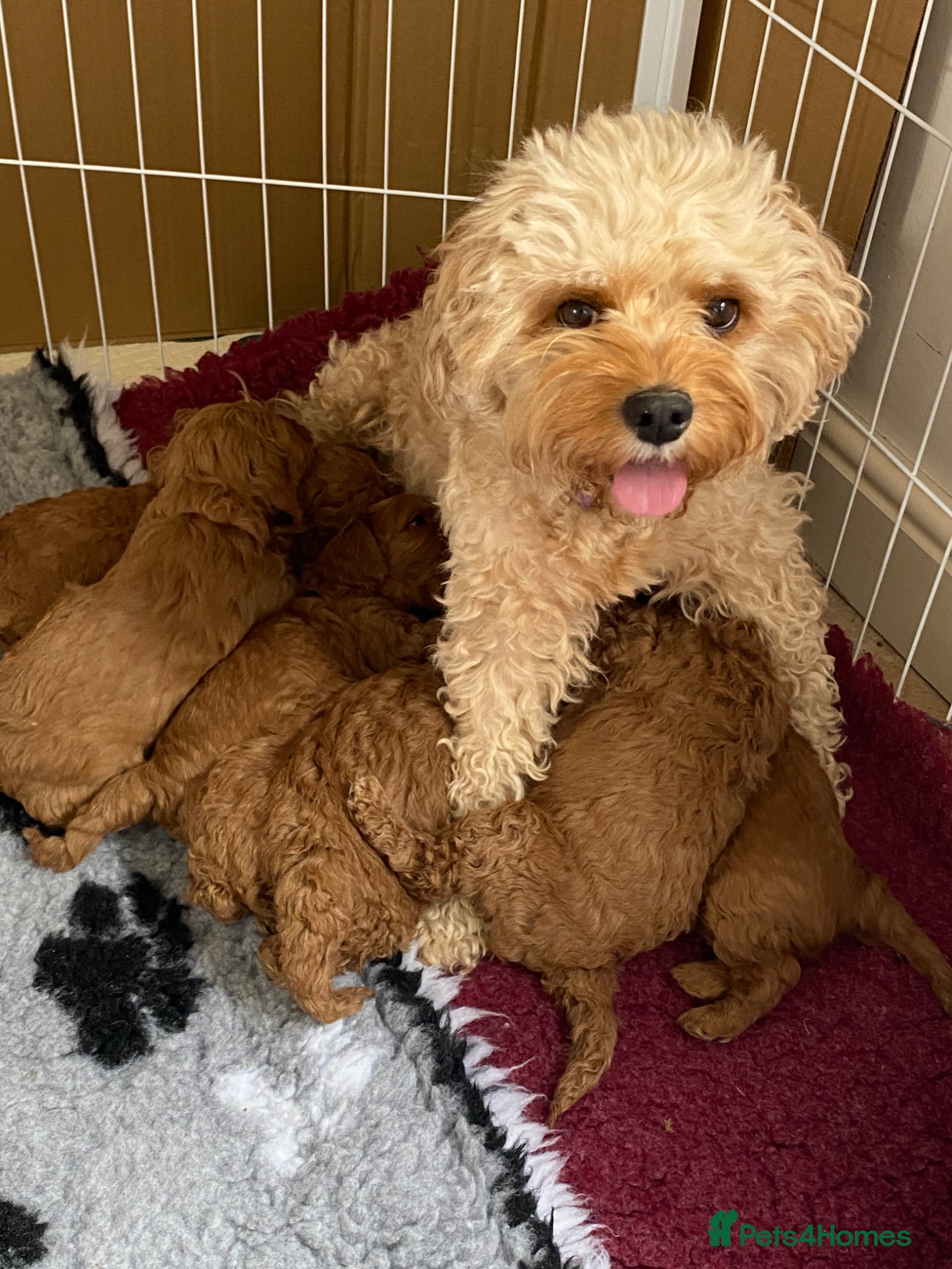 Cavapoo dogs Cavapoo F1B - Advert 1
