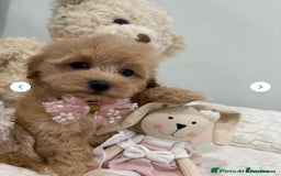 Maltipoo dogs for sale: 5 girls. fully DNA & health tested clear parents.  - Advert 3