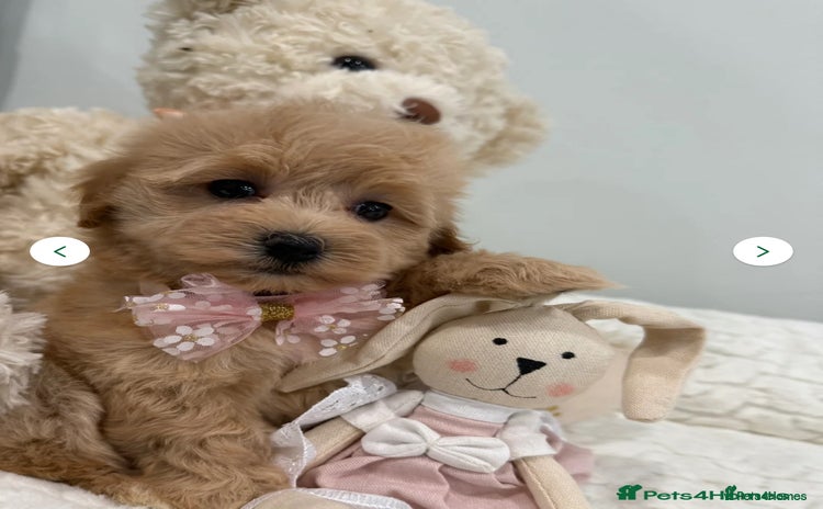 Maltipoo dogs 5 girls. fully DNA & health tested clear parents.  - Advert 1