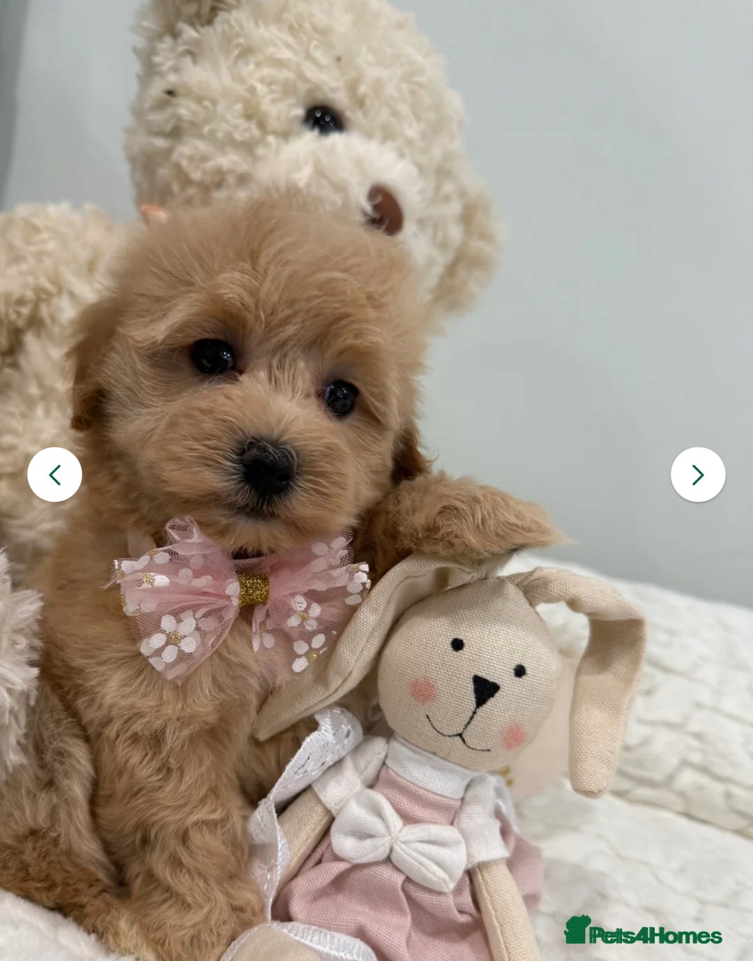 Maltipoo dogs for sale: 5 girls. fully DNA & health tested clear parents.  - Advert 3
