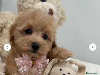 Maltipoo dogs 5 girls. fully DNA & health tested clear parents. - Advert 15