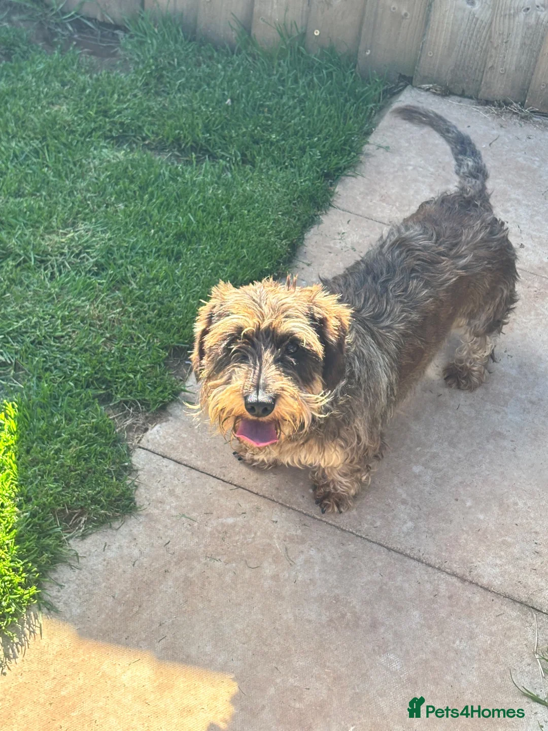 Miniature Dachshund dogs for sale: kc reg wire haired miniature dachshund  - Advert 6