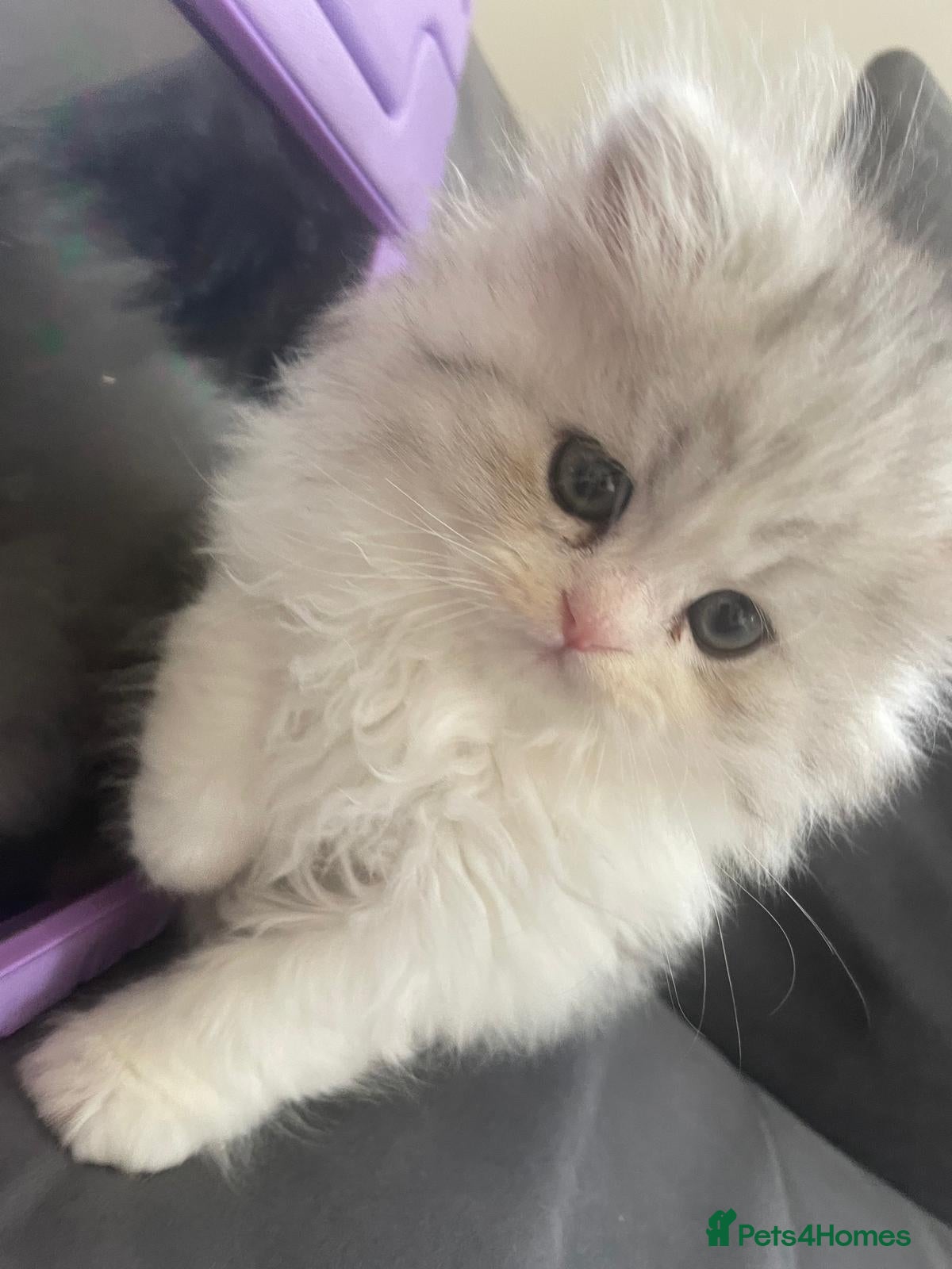 Persian cats for sale: Persian doll face kittens - Advert 13