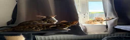 Bengal cats for sale: Stunning Bengal 3 Boys left - Advert 8