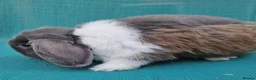 Mini Lop rabbits for sale: Male mini lop rabbits. Exceptionally well bred!  - Advert 6