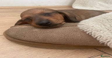 Dachshund dogs - Advert 3