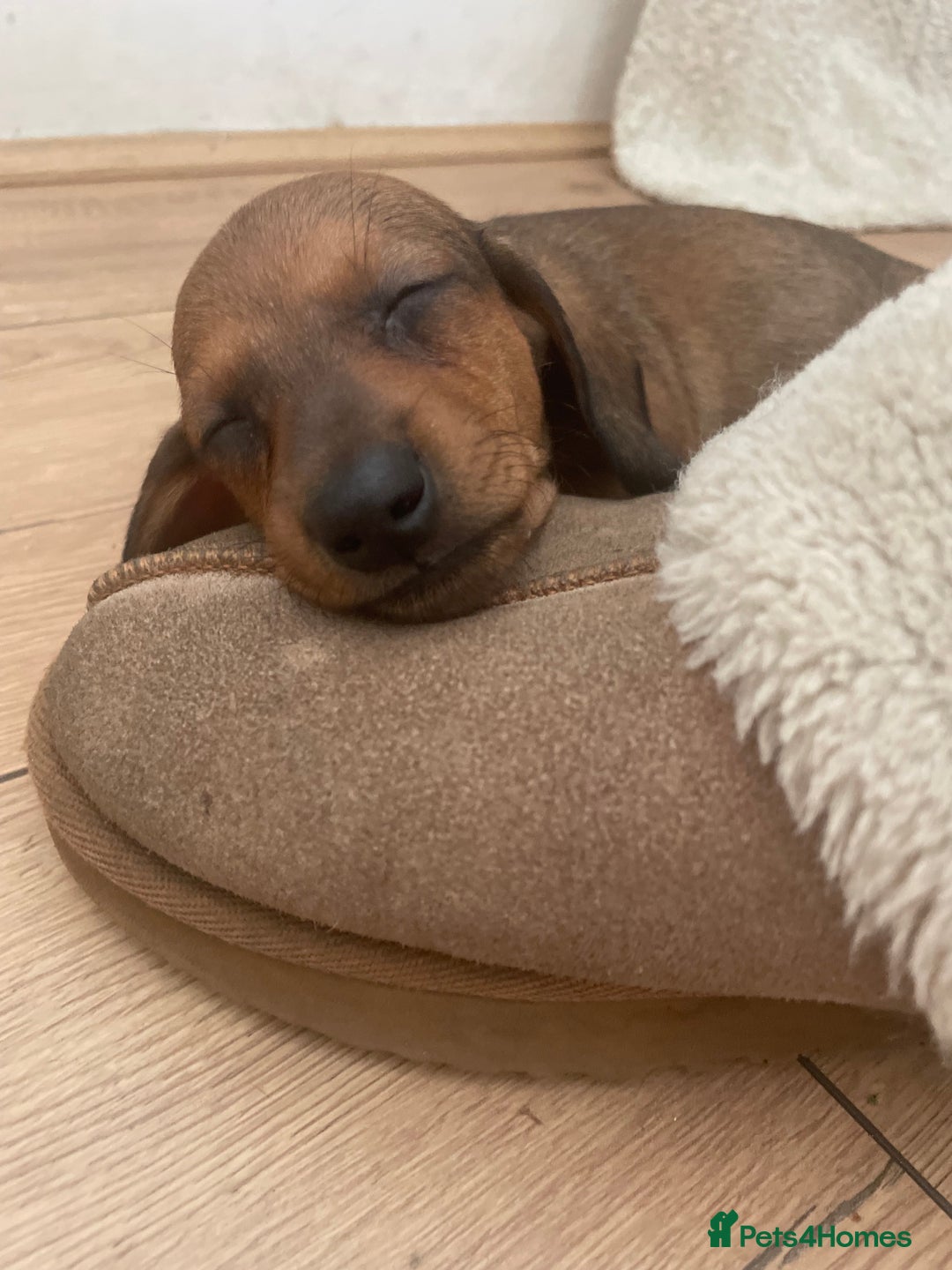 Dachshund dogs for sale: Exceptional dachshunds  - Image 2