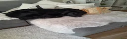 Golden Shepherd dogs for sale: ​Jet Black Golden Shepherd Needs Only-Dog Home in Thetford - Advert 12