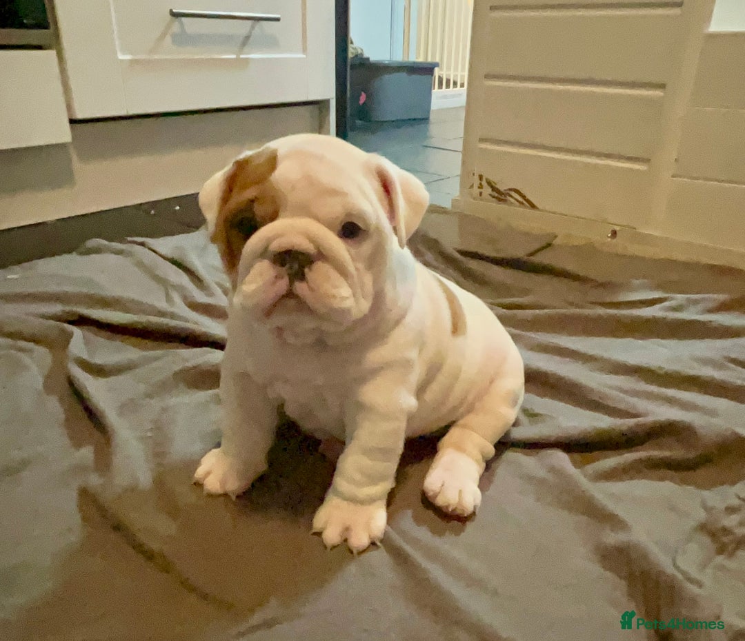 English Bulldog dogs for sale: Champion Sired KC Reg Bulldog Puppies  - Advert 10