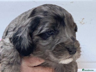 Cockapoo dogs Stunning F1B Cockapoos - Advert 2