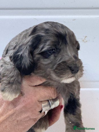 Cockapoo dogs Stunning F1B Cockapoos - Advert 6