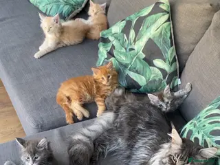 Maine Coon cats Main coon kittens - Advert 6