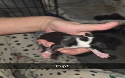 Chihuahua dogs for sale: 4 chihuahua girls - Advert 14