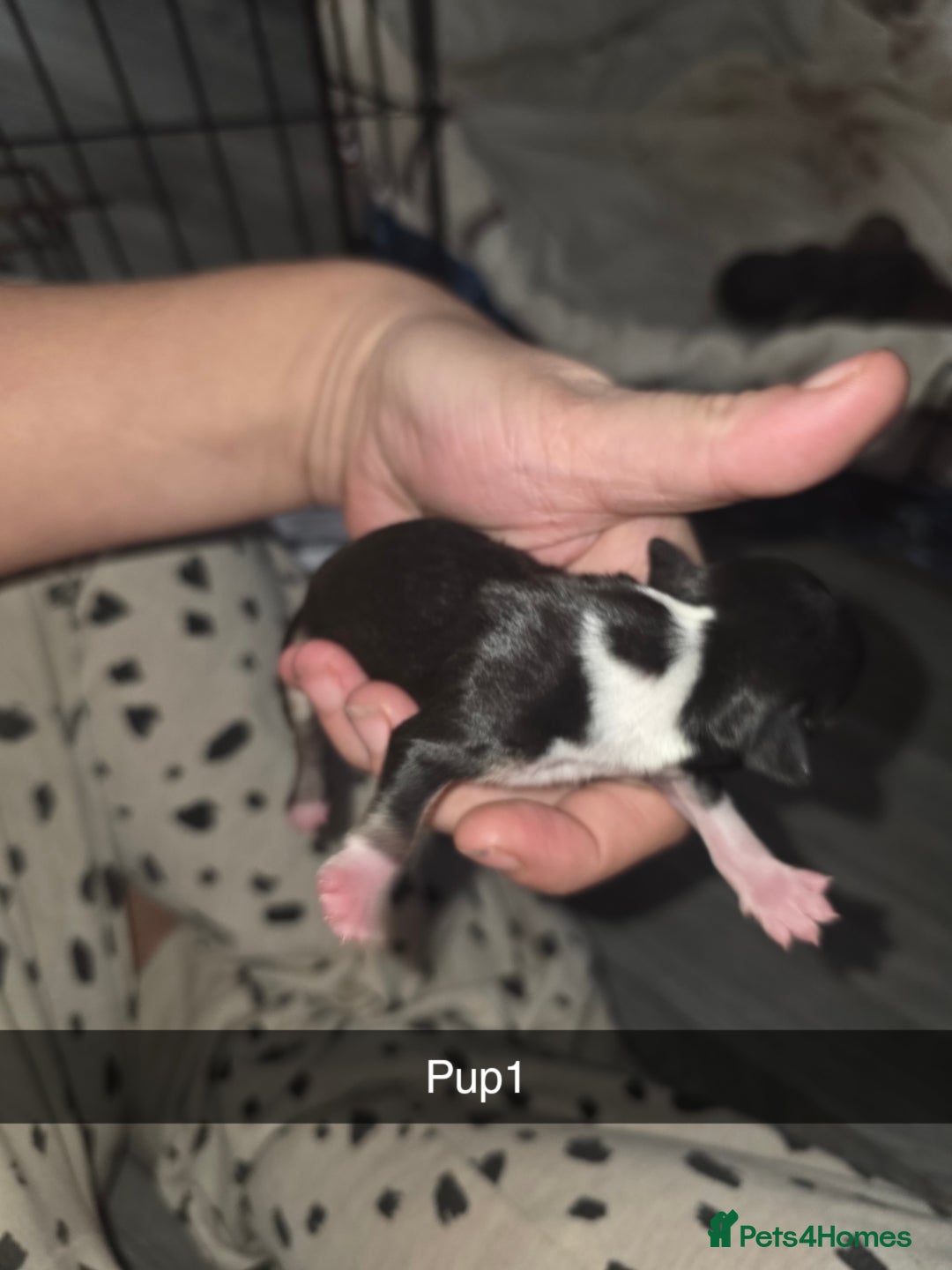 Chihuahua dogs for sale: 4 chihuahua girls - Advert 14