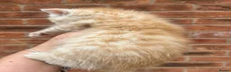 Maine Coon cats for sale: Maine coon x British short hair kittens  - Advert 5