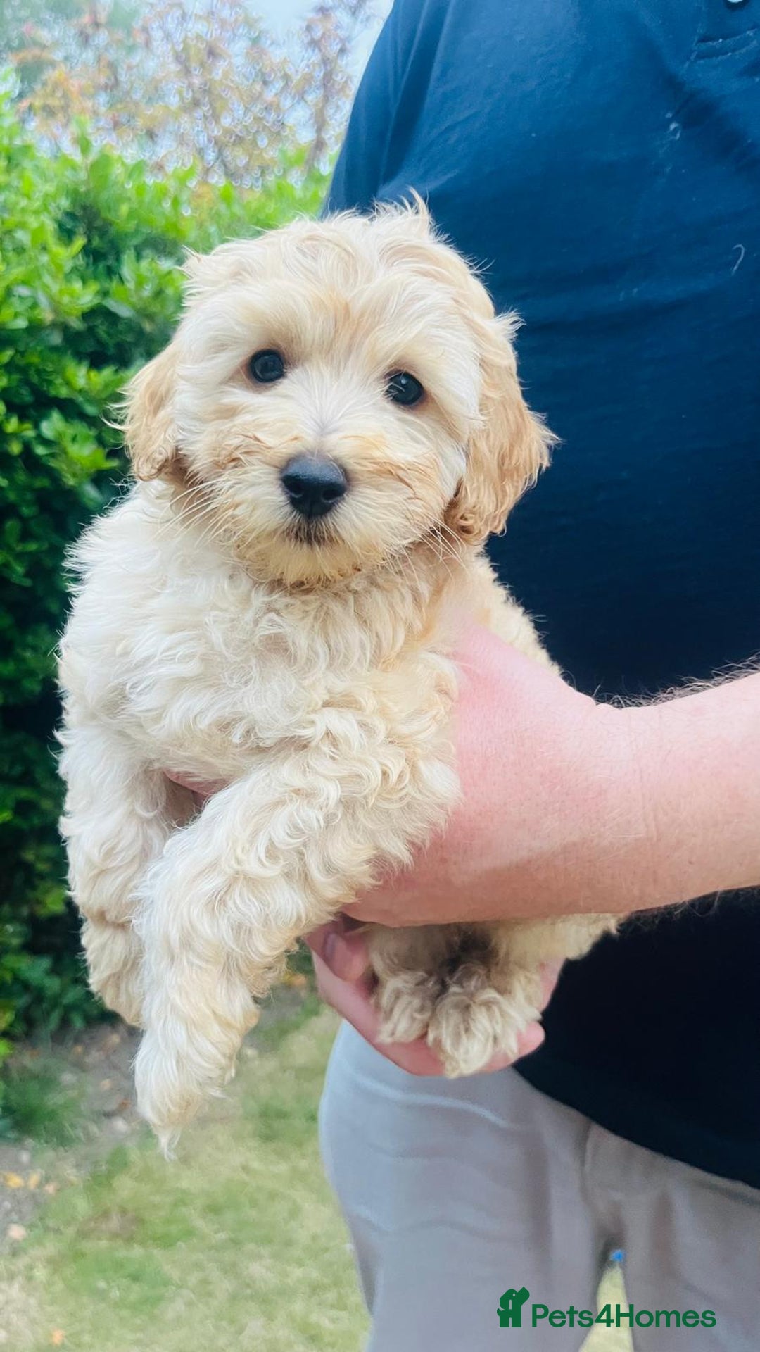 Labradoodle dogs for sale: Chunky Miniature Soft Curled Labradoodle Pups - Image 12