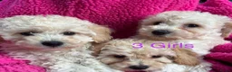 Poochon dogs for sale: 🌺3 POOCHON GIRLS in CHESHIRE🌺-Ready Fri  - Advert 3