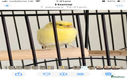 Finches birds for sale: Finches x 3 including Cage - Advert 4