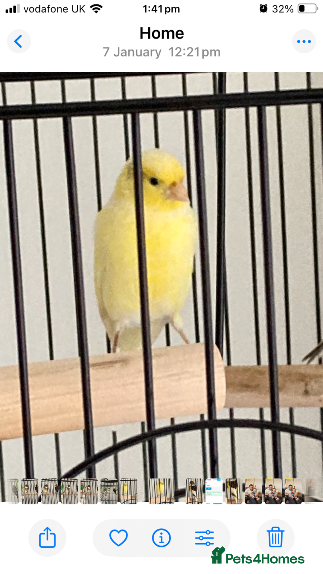 Finches birds for sale: Finches x 3 including Cage - Advert 4