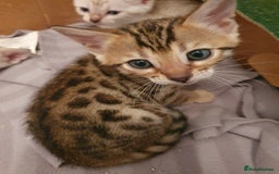 Bengal cats for sale: Pure Bengal kittens for sale - Image 2
