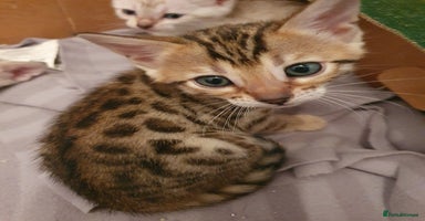Bengal cats - Advert 4