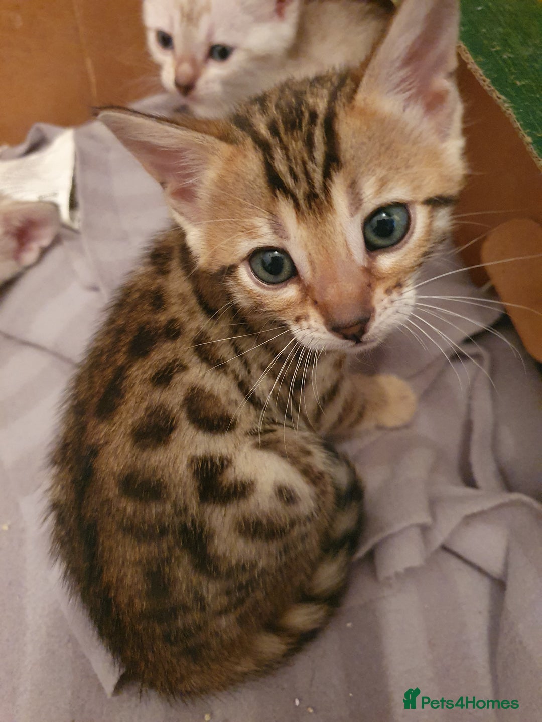 Bengal cats for sale: Pure Bengal kittens for sale - Image 2