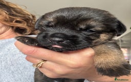 Border Terrier dogs for sale: KC Border Terrier Pups - Image 3