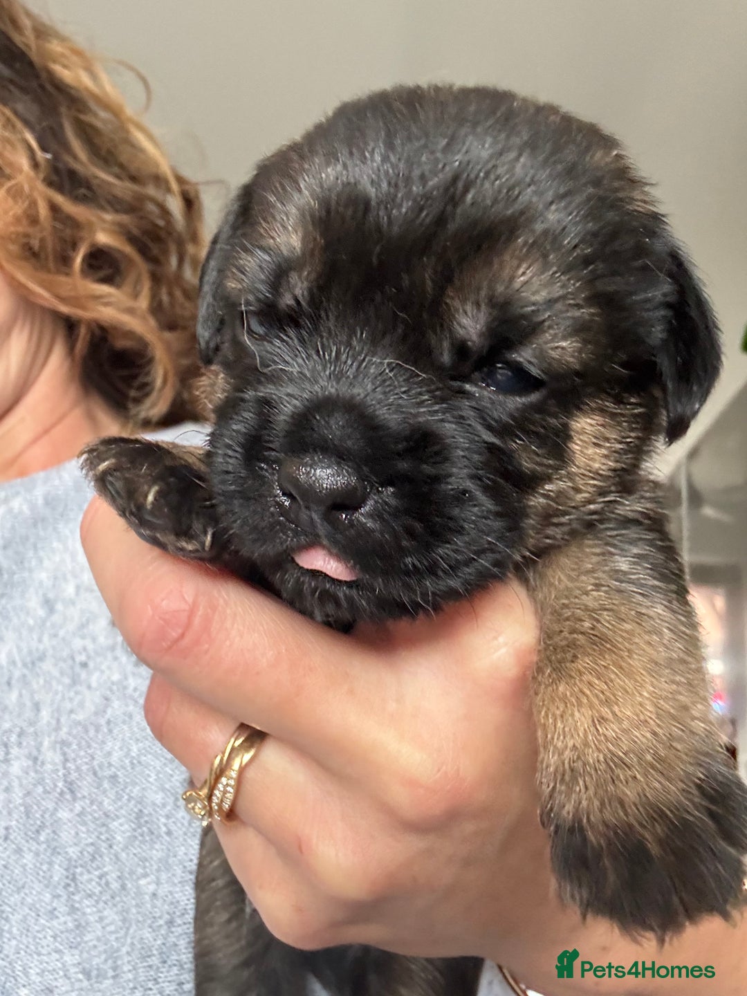 Border Terrier dogs for sale: KC Border Terrier Pups - Image 3