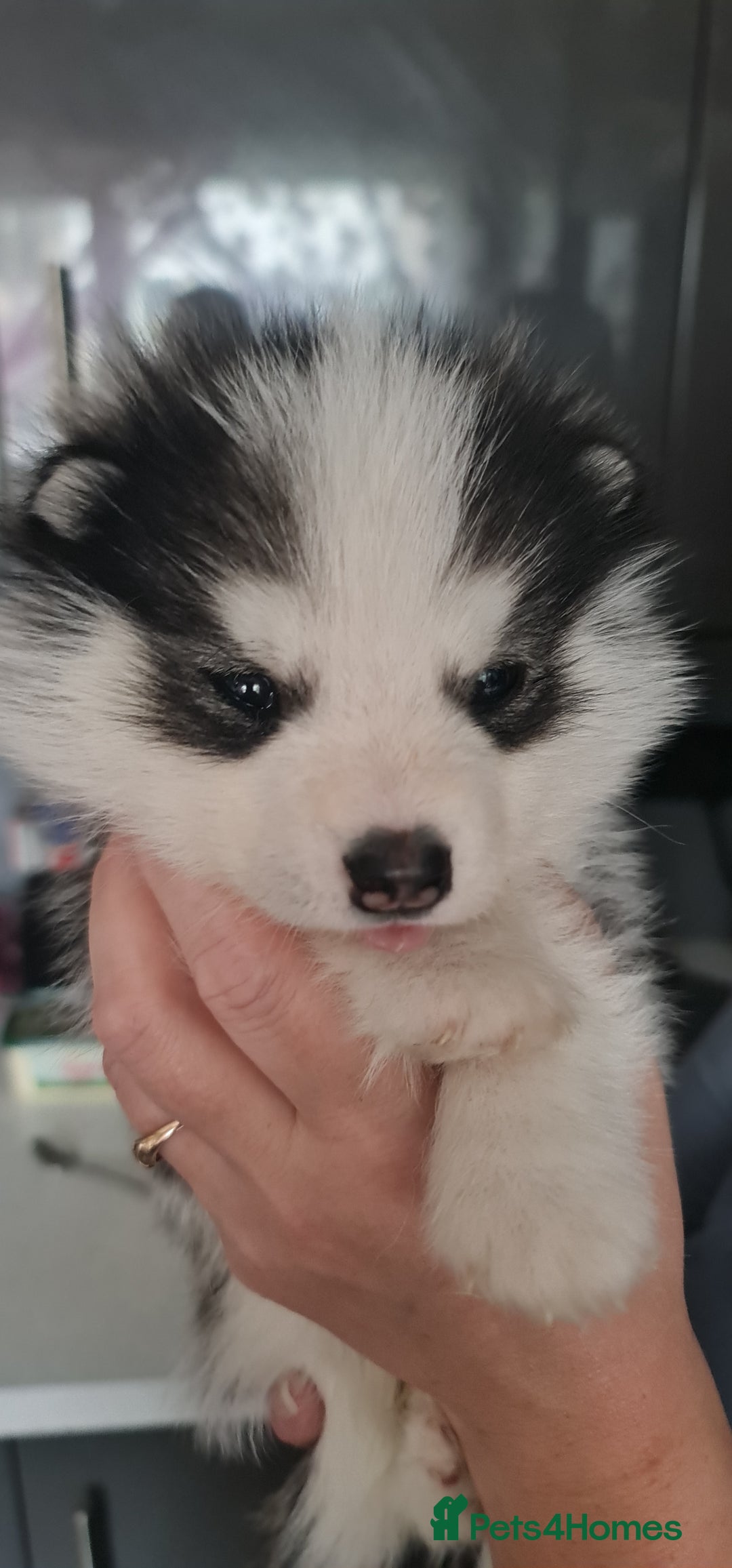 Siberian Husky dogs for sale: Siberian Husky for sale - Image 6