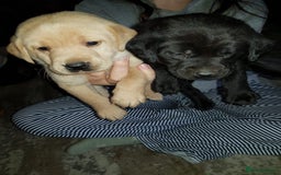 Labrador Retriever dogs for sale: LABRADOR PUPPIES  - NOT KC REGISTERED - Image 5