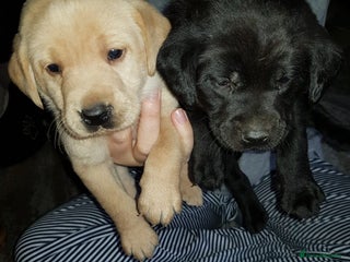 Labrador Retriever dogs LABRADOR PUPPY 2 PUPS LEFT) 1 golden boy 1 black g - Advert 15
