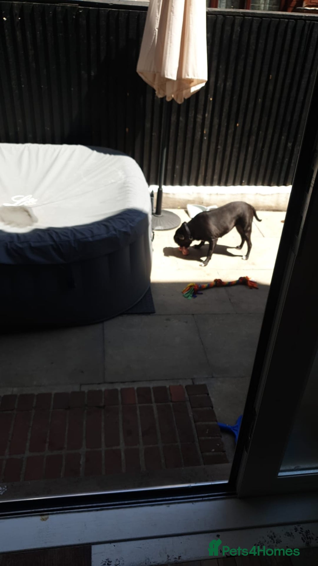 Mixed Breed dogs for sale: Staffordshire bull terrier/ pitt bull - Image 1