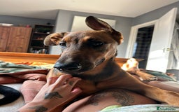 Mixed Breed dogs for sale: Friendly girl - Image 6