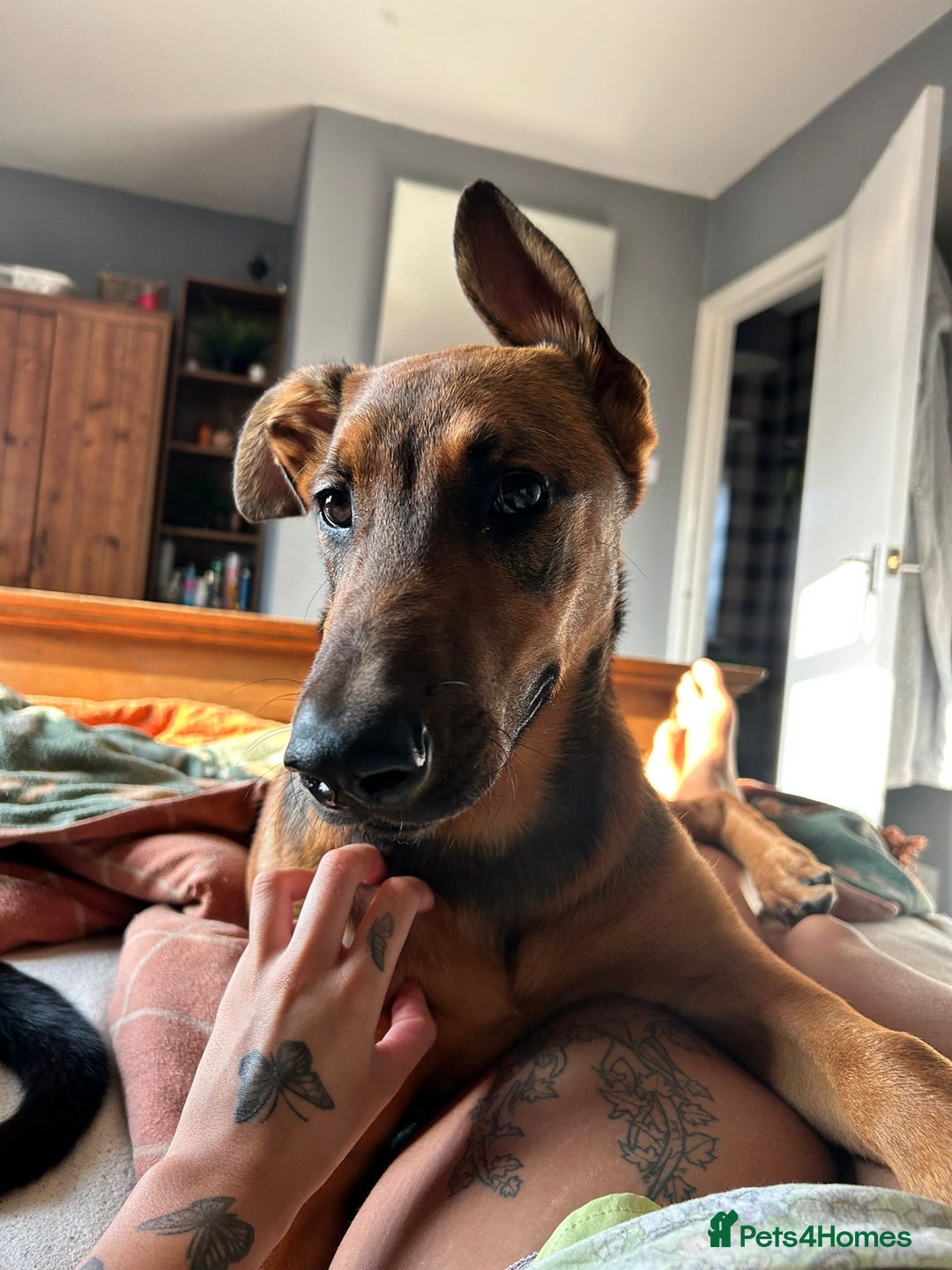 Mixed Breed dogs for sale: Friendly girl - Image 6