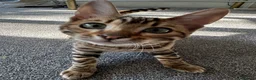 Bengal cats for sale: Bengal cat in London - Advert 3