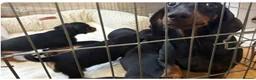 Dachshund dogs for sale: Kiki  - Advert 2