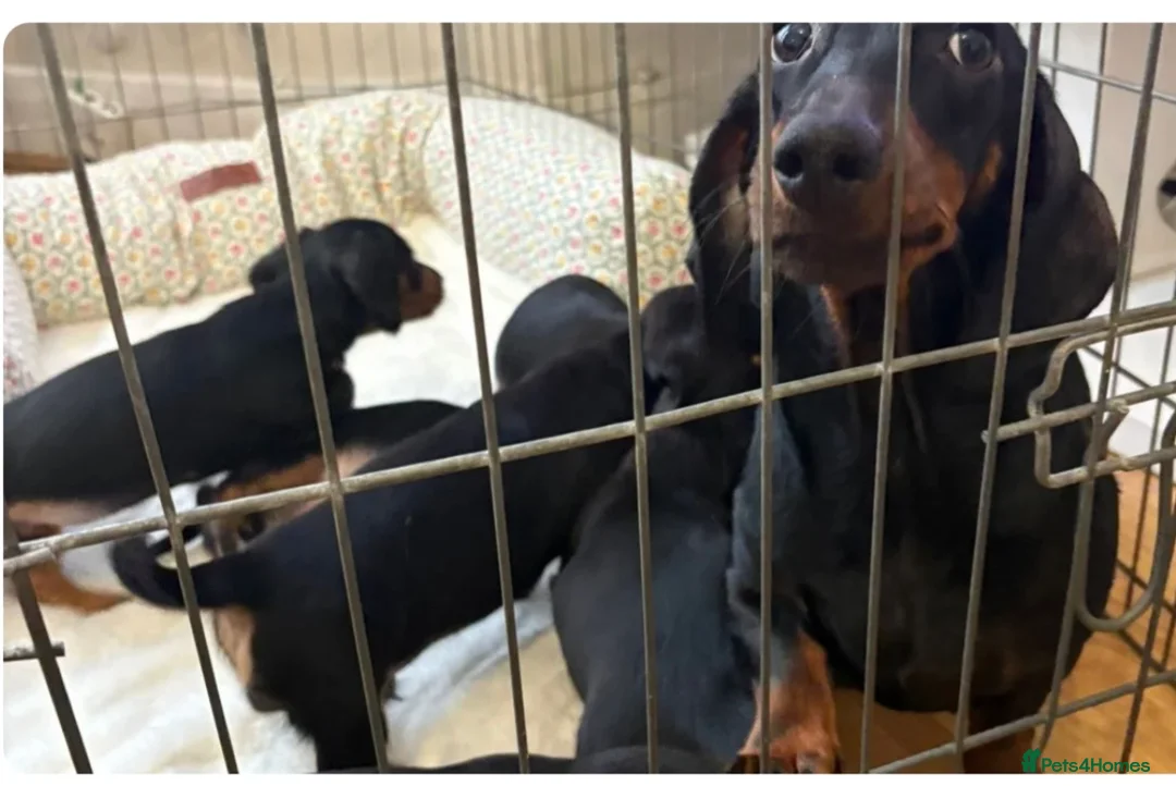 Dachshund dogs for sale: Kiki  - Advert 2