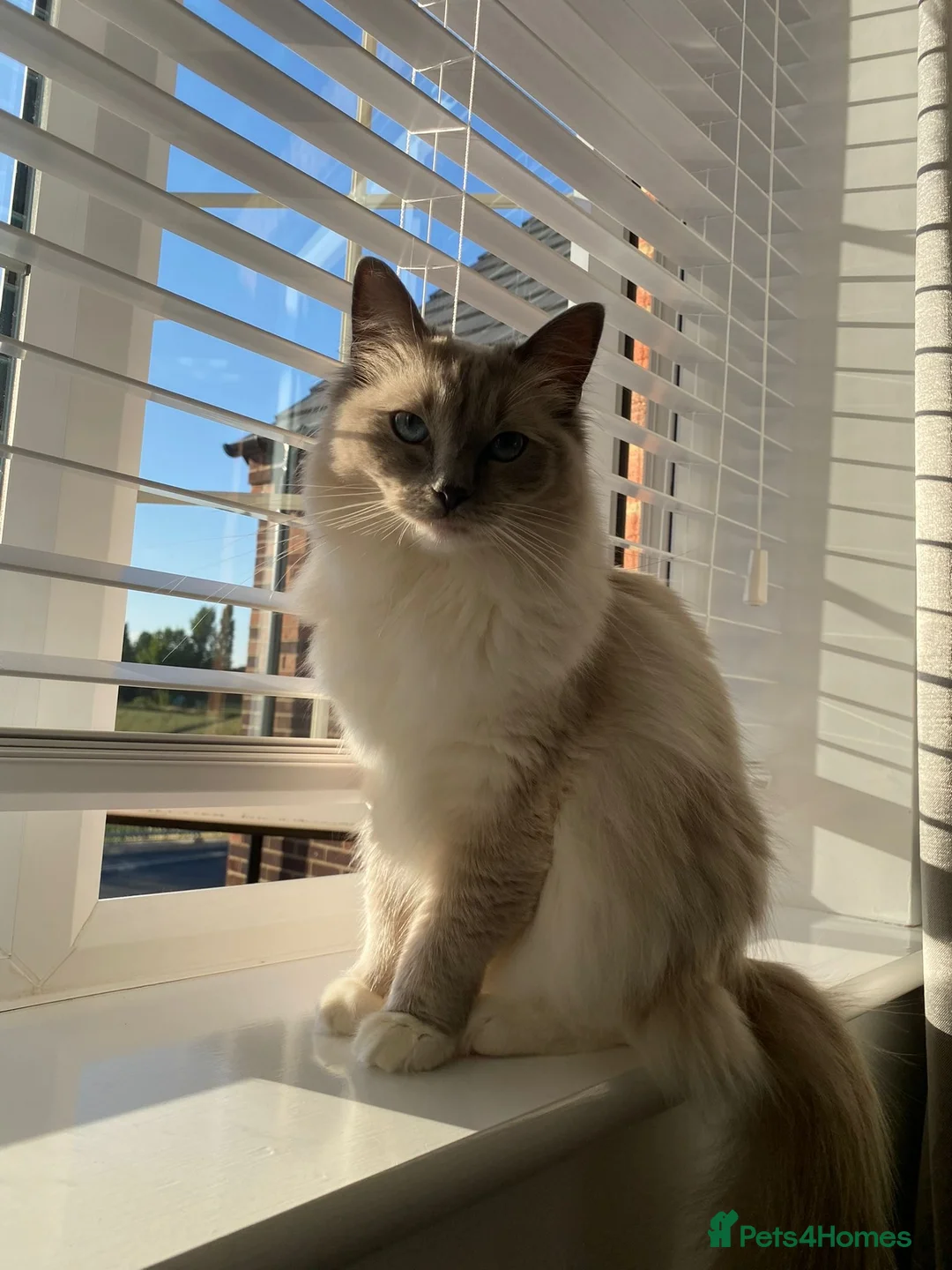 Ragdoll cats for sale: Ragdoll Cat  - Advert 1